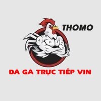 ĐÁ GÀ  TRỰC TIẾP VIN